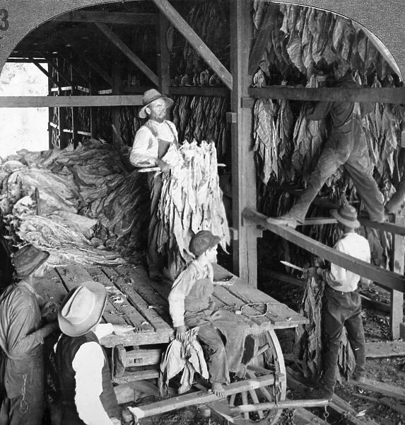 KENTUCKY: TOBACCO SHED. Hanging tobacco in shed for curing at Lexington, Kentucky