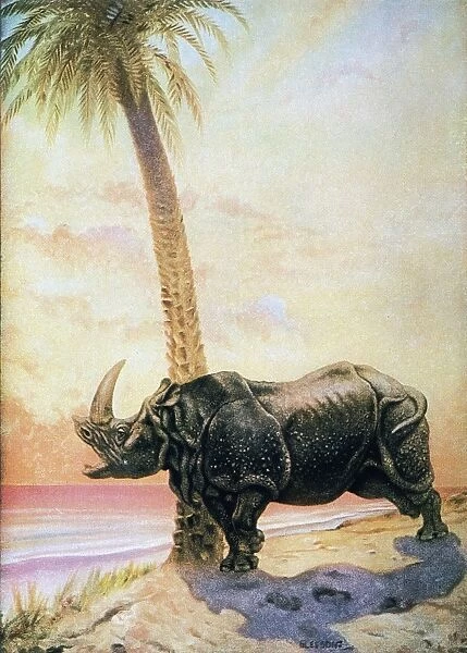 KIPLING: JUST SO STORIES. How the Rhinoceros got his Skin. Illustration by Joseph Michael Gleeson to an early 20th century edition of Rudyard Kiplings Just So Stories