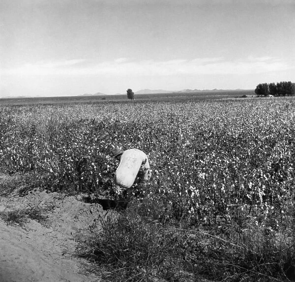LANGE: MIGRANT WORKER, 1940. A migrant worker hauling cotton from a field at Cortaro