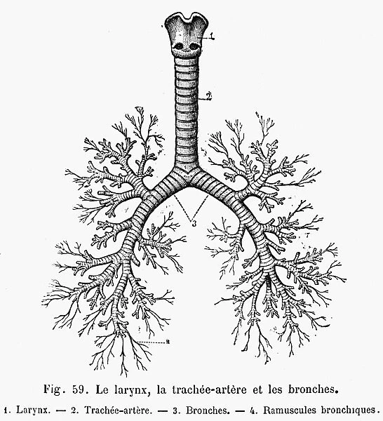 The larynx, trachea, and bronchial tubes. Line engraving, 19th century