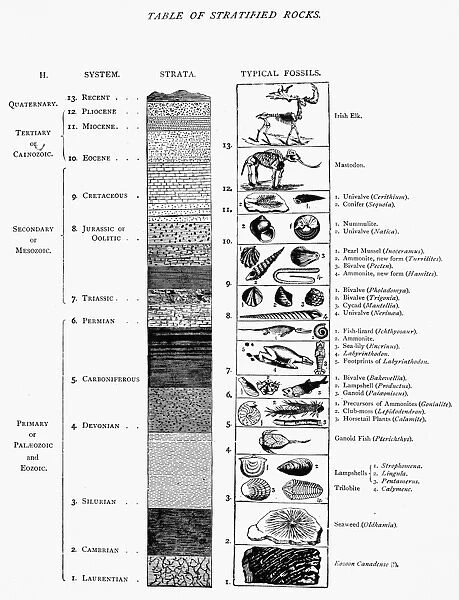 A late 19th century classification of the geological strata in time sequence, along with typical fossils found in each period