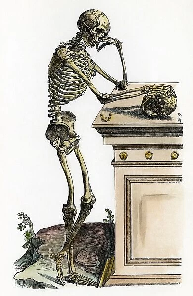 Lateral view of the human skeletal system: woodcut from the first book of Andreas Vesalius De Humani Corporis Fabrica, Basel, 1543