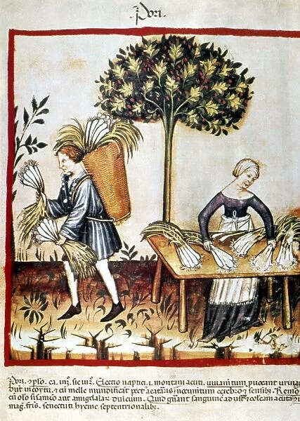 LEEKS. Harvesting leeks for medicinal purposes. Illumination published in 1380