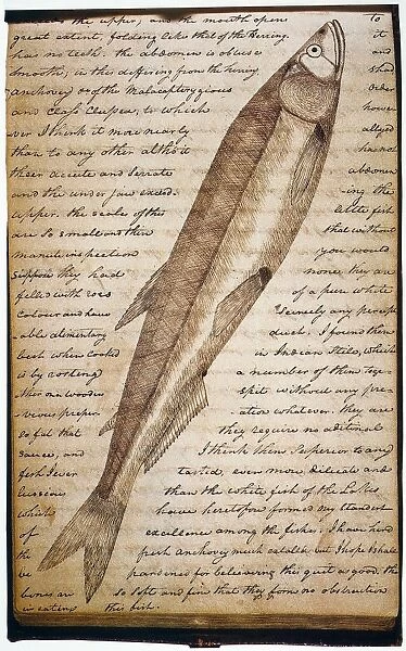 LEWIS & CLARK: FISH, 1800s. Drawing of a white salmon trout by William Clark