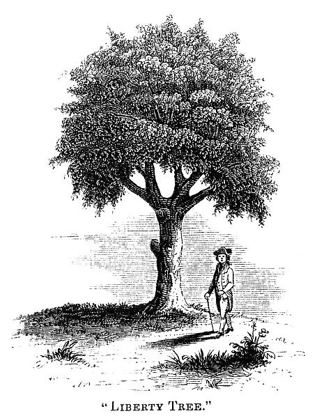 LIBERTY TREE, 1765. The large elm tree at Boylston Market in Boston, Massachusetts, named the Liberty Tree after Sons of Liberty held meetings under it in the summer of 1765. Wood engraving, American, mid-19th century