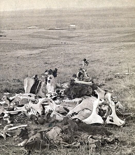 LITTLE BIGHORN, 1876. Pile of bones found at the site of the Battle of Little Bighorn