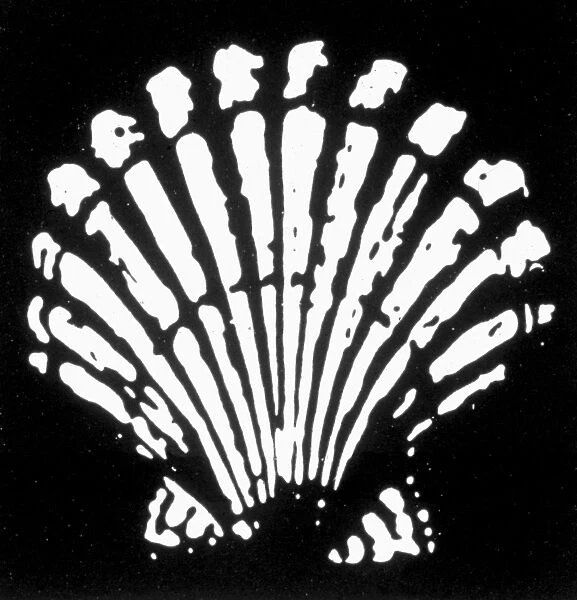 Logo adopted by the Shell Transport and Trading Company Ltd. in 1904, three years prior to the British firms merger with Royal Dutch Petroleum Company to form Royal Dutch Shell