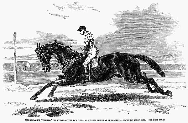 Lord Zetlands Vedette, the winner of the two thousand guineas stakes at Newmarket. Wood engraving, English, 1857