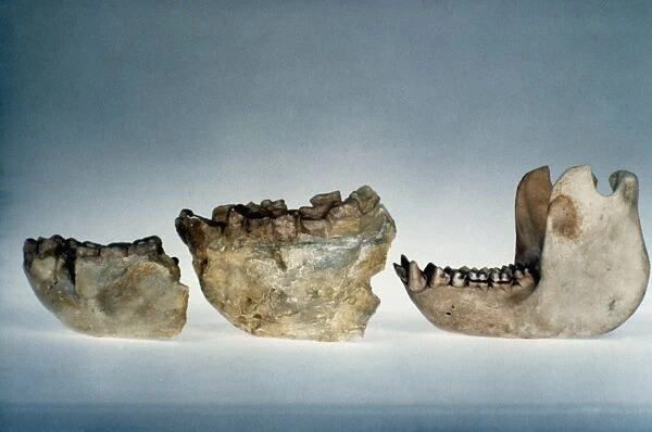 LOWER JAWBONES. Lower jawbones of Gigantopithecus (left and center) and gorilla (right)