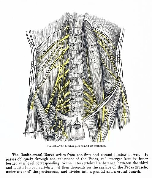 The lumbar plexus and its branches: wood engraving, 19th century