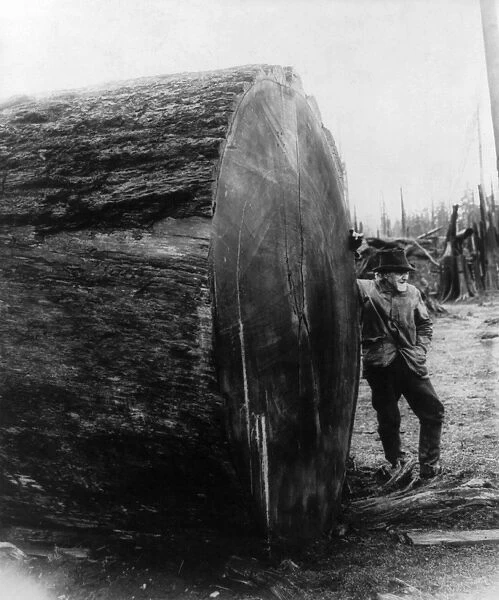 LUMBERJACK, 1907. An old lumberjack leaning against a giant sequoia log, Northern California
