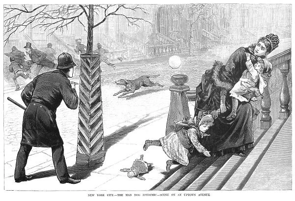 The Mad Dog Epidemic. Scene on an uptown avenue in New York City, January 1886. Wood engraving from a contemporary American newspaper