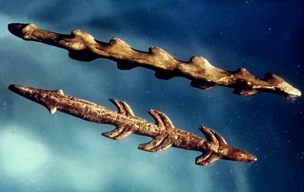 MAGDALENIAN HARPOONS. Late Magdalenian harpoons made from reindeer bone. c13, 000 (left) and c10, 000 B. C