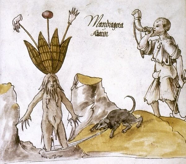 MANDRAKE AND HERBALIST. Mandrake with hornblowing herbalist and hound. Drawing from a Northern Italian herbal, c1500