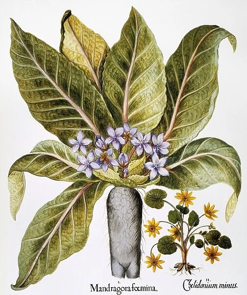 Mandrake (Solanaceae), left, and buttercup (Rannunculaceae): engraving for Basilius Beslers Florilegium, published in Nuremberg in 1613
