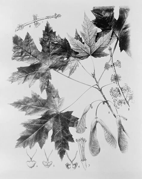 MAPLE LEAVES AND SEEDS. Photographic illustration of silver maple (Acer saccharinum)