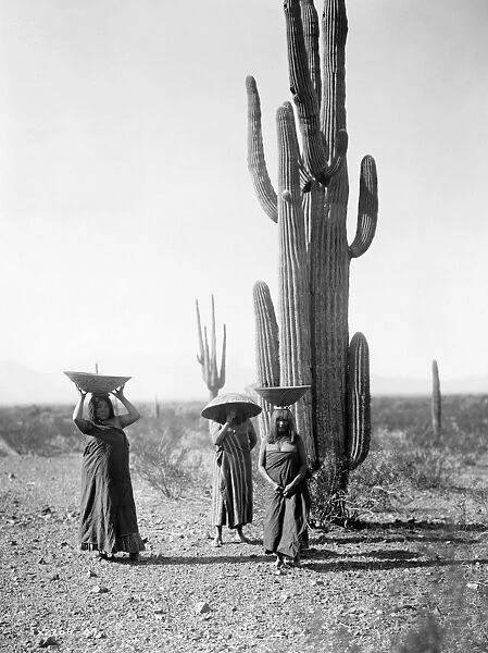 MARICOPA WOMEN, c1907. Maricopa women gathering saguaro cactus fruit in Arizona
