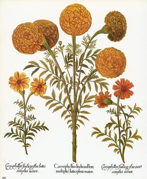 MARIGOLDS, 1613. Multiflorous Aztec marigold, or African marigold, with French marigolds on either side. Engraving for Basilius Beslers Florilegium, Nuremberg, 1613