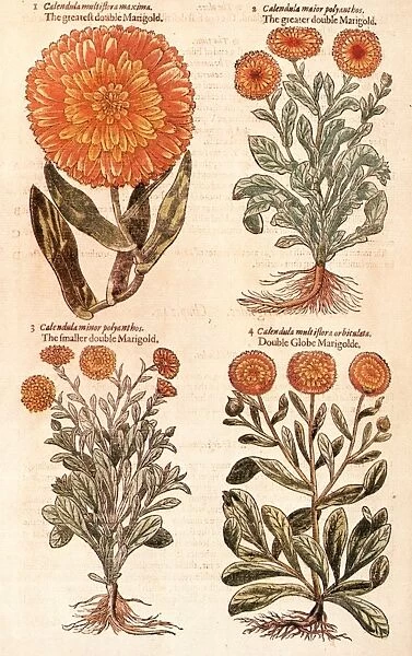MARIGOLDS. Marigolds (Calendula officinalis), from the first edition of John Gerards Herball, published in 1597