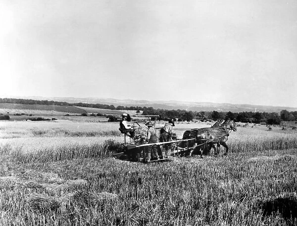 MARSH HARVESTER. American farmers harvesting wheat with a McCormick Marsh Harvester