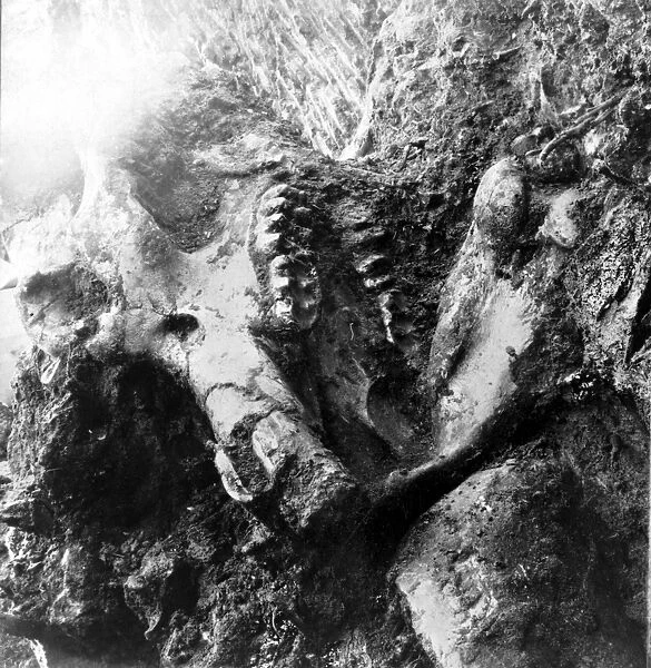 MASTODON SKULL. Fossilized mastodon skull and teeth. Stereograph, c1909