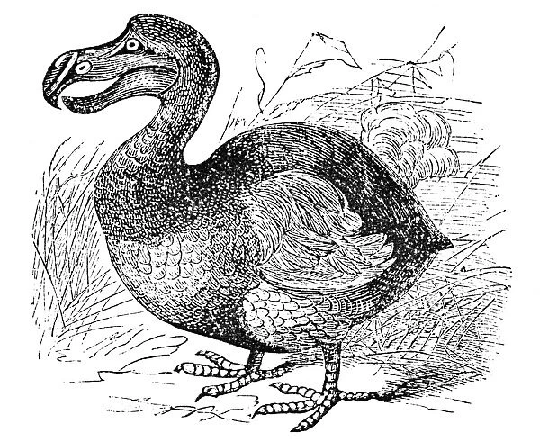 THE MAURITIUS DODO. The Mauritius Dodo (Raphus cucullatus). A now extinct flightless bird. Engraving, 1879