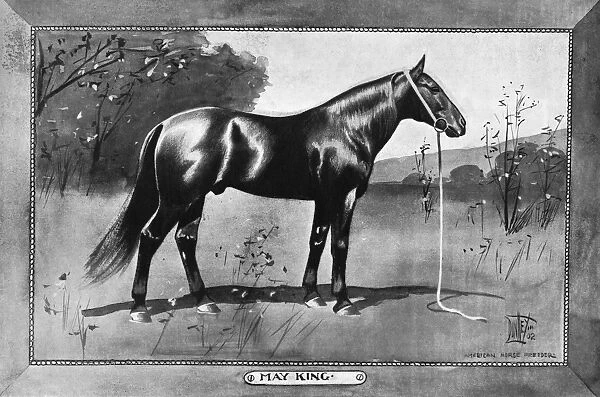 MAY KING, 1902. American racehorse. Illustration, 1902