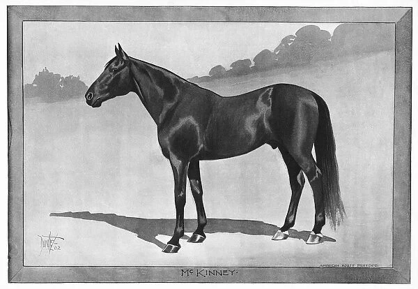 MCKINNEY, 1902. American racehorse. Illustration, 1902
