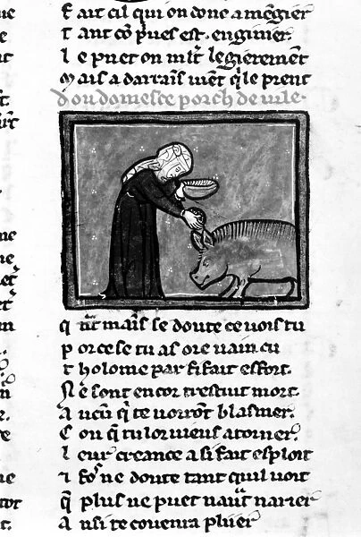 MEDIEVAL WOMAN AND PIG. A woman and a pig. Medieval manuscript illumination