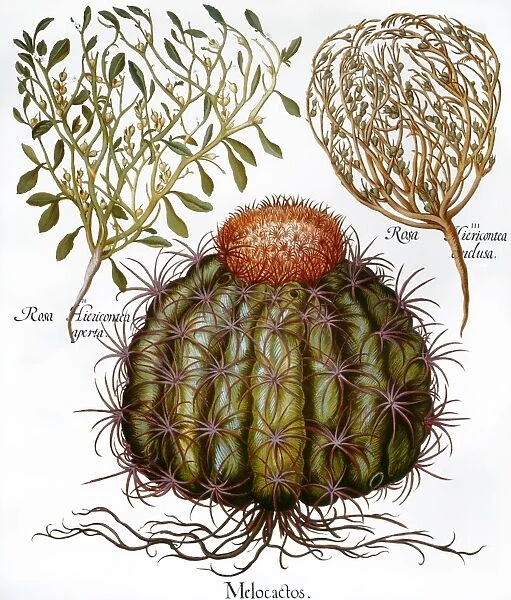 MELOCACTUS, 1613. Melocactus and Rosa Hiericontea