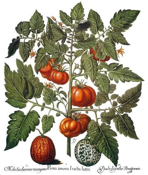 Melon (Cucurbitaceae), orange-colored tomato (Solanaceae) and watermelon (Cucurbitaceae): engraving for Basilius Beslers Florilegium, published in Nuremberg in 1613