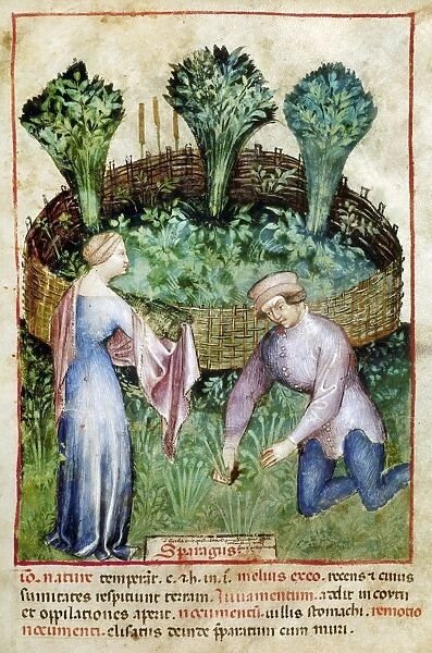 MELONS, 14th CENTURY. Picking melons. Manuscript illumination from Tacuinum sanitatis in medicina, Northern Italy, late 14th century