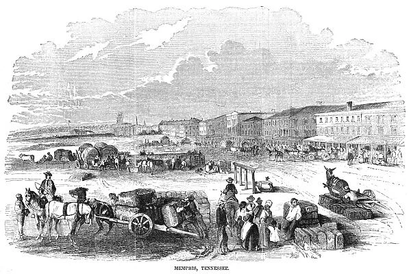 MEMPHIS, TENNESSEE, 1855. Bringing cotton to the levee at Memphis, Tennessee. Wood engraving, American, 1855