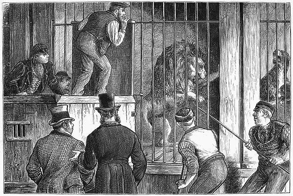 MENAGERIE SALE, 1872. Catching the lion, at an auction sale of a menagerie in England