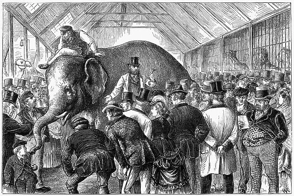 MENAGERIE SALE, 1872. Knocking down an elephant, at an auction sale of a menagerie in England