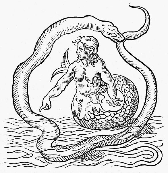 MERMAID, 1542. Mermaid. Woodcut from Alciatis Emblemata, mid 16th century