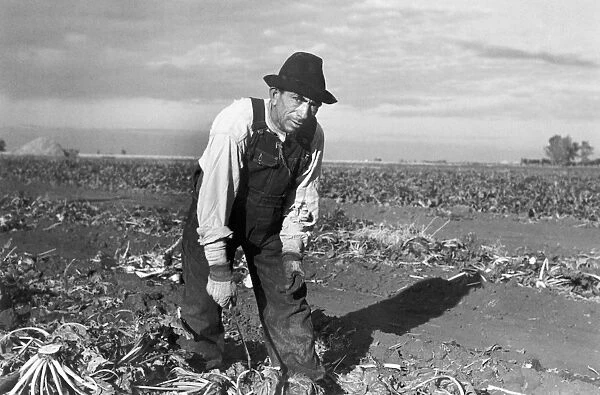 MEXICAN WORKER, 1937. A Mexican sugar beet worker near Fisher, Minnesota. Photograph