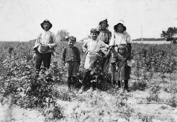 MIGRANT FAMILY, 1909. The Slebzaks, a family of Polish migrant farmers at work