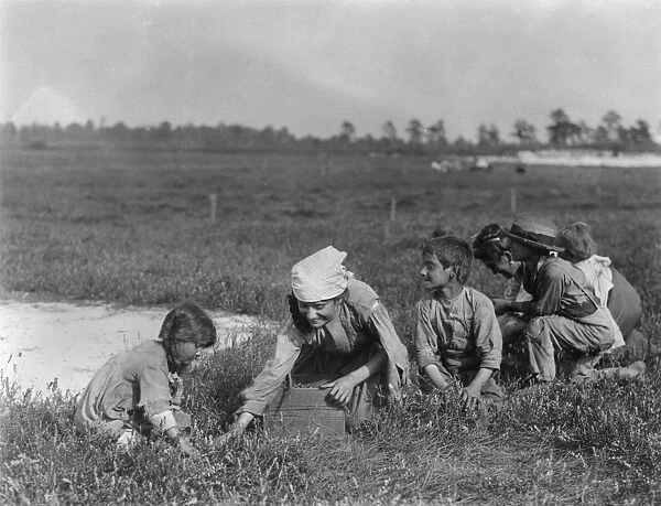 MIGRANT FAMILY, 1910. A family of migrant farmers at work picking berries on a