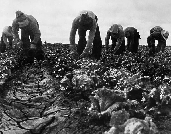 MIGRANT WORKERS, 1935. Filipino migrant workers cutting lettuce on a farm in Salinas, California. Photograph by Dorothea Lange, June 1935