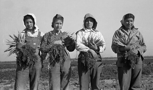 MIGRANT WORKERS, 1939. Mexican girls pulling and bunching carrots in Edinburg, Texas