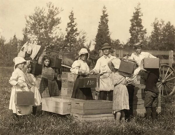 MIGRANT WORKERS, c1910. A group of young workers carrying in their pecks of cranberries