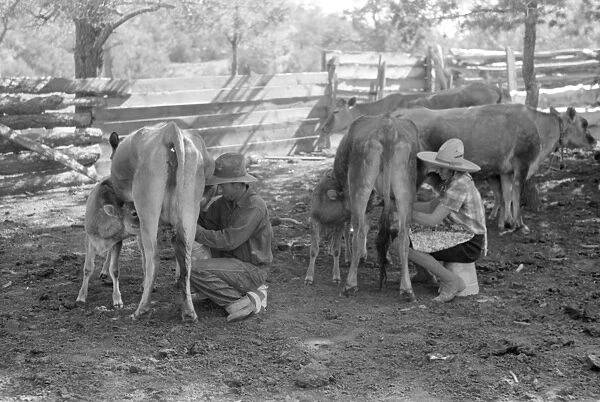 MILKING COWS, 1940. The Caudills milking cows in Pie Town, New Mexico. Photograph by Russell Lee