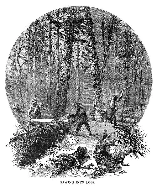 MINNESOTA: LOGGING, 1870. Lumberjacks sawing a felled tree into logs, in a Minnesota forest