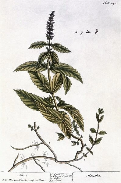 MINT PLANT, 1735. Mint (mentha). Line engraving by Elizabeth Blackwell for her book A Curious Herbal published in London, 1735