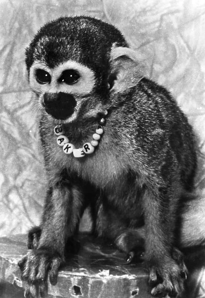 Miss Baker, one of the first primates to complete a space flight in 1959. Photographed at the United States Space and Rocket Center at Huntsville, Alabama, c1979
