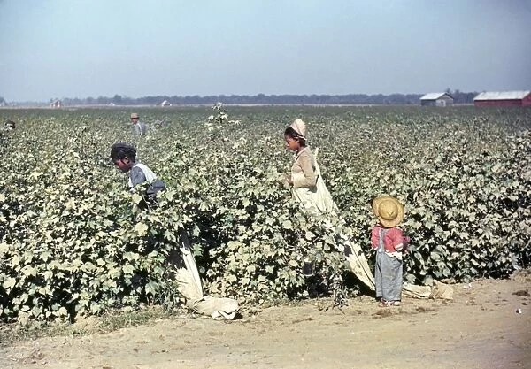 MISSISSIPPI: LABOR, 1940. Cotton picking in the vicinity of Clarksdale, Mississippi