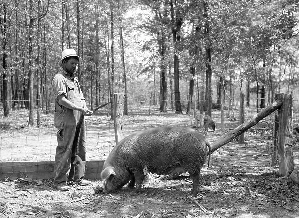 MISSOURI: FARM, 1936. A farmer from Missouri with a hog he bought with a loan