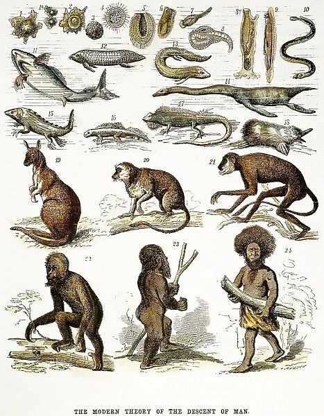The Modern Theory of the Descent of Man (evolution from protoplasm to Papuan): an evolutionary chart of 1876 by Ernst Haeckel, the first German advocate of Darwinism. Wood engraving, 1876