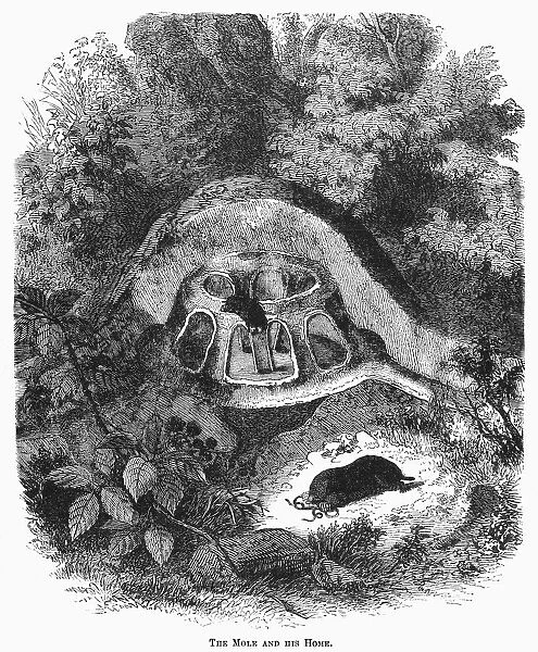MOLE DWELLING. The mole and his home. Line engraving, 19th century